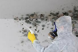 Trusted Dearborn, MI Mold Removal Services Experts